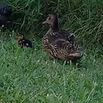 Vakantieboerderij Frascje Dai Spadons