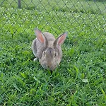 Frascje Dai Spadons Farmház Pradamano