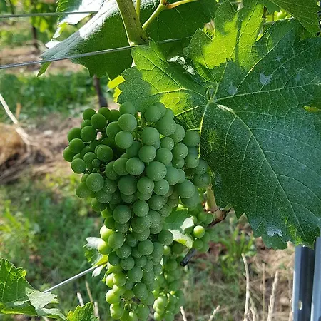 Frascje Dai Spadons Gospodarstwo agroturystyczne Pradamano