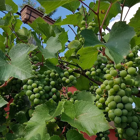 Frascje Dai Spadons Pradamano