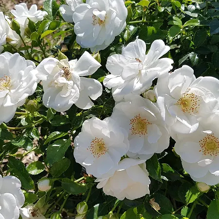 Frascje Dai Spadons Agroturismo *