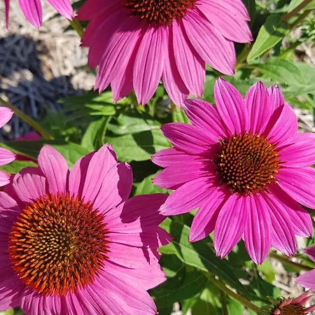 Frascje Dai Spadons Agroturismo *