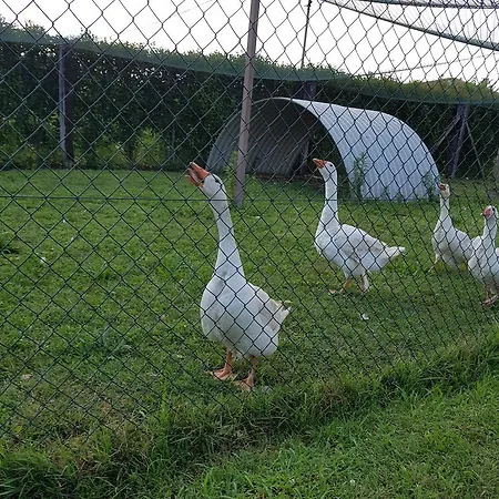 Frascje Dai Spadons * Pradamano