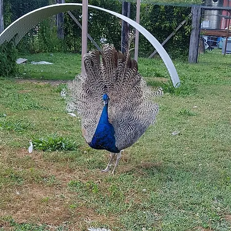 Frascje Dai Spadons Agroturismo