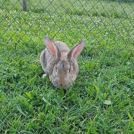 Frascje Dai Spadons Agroturismo Pradamano